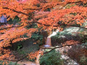 秋山ブログ紅葉