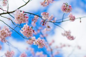 春の日！！：櫻井