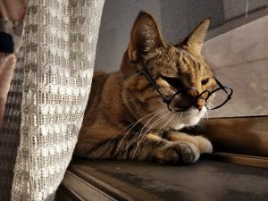 猫に眼鏡：新井