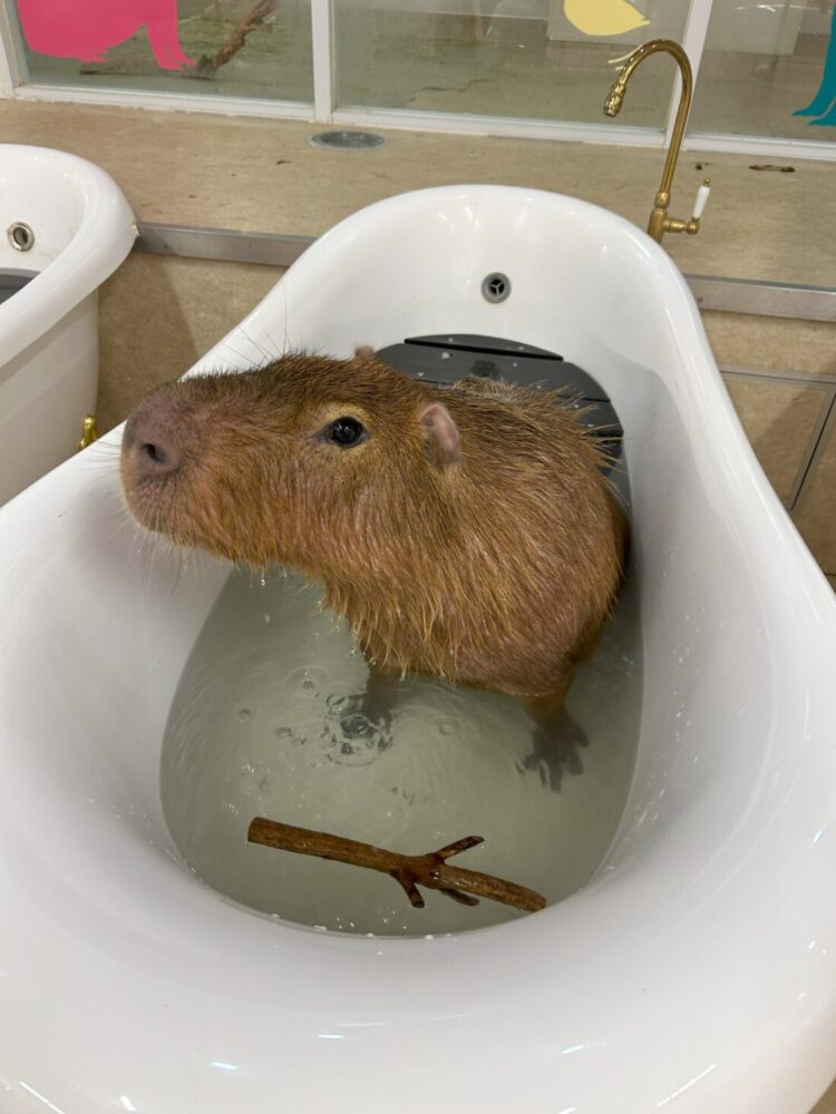 室内型ふれあい動物園：中嶋