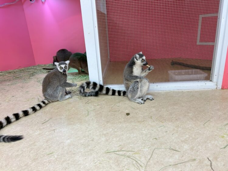 ワオキツネザル
