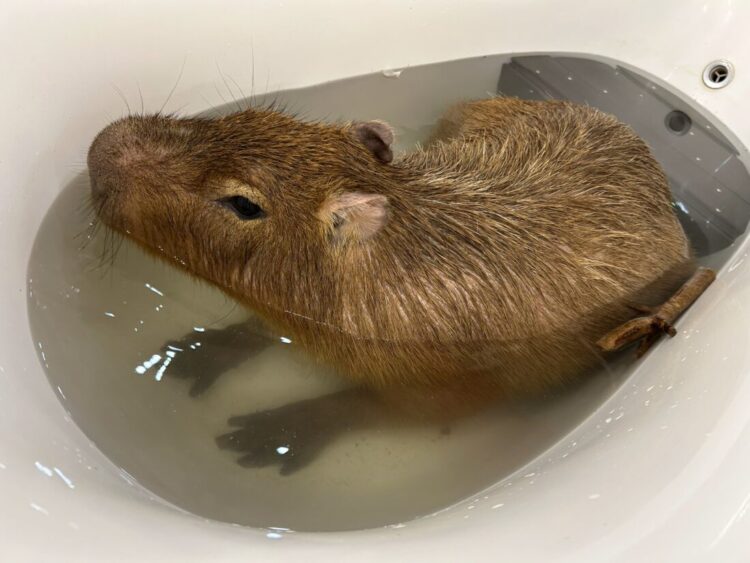 カピバラ