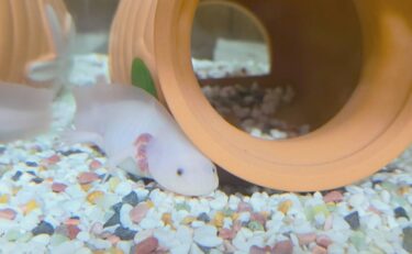 ペットのいる暮らし♠櫻井