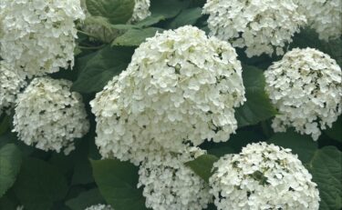 休日🎈:石川