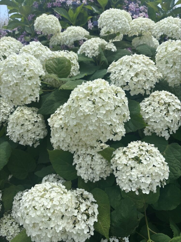休日🎈:石川